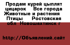 Продам курей цыплят,цицарок. - Все города Животные и растения » Птицы   . Ростовская обл.,Новошахтинск г.